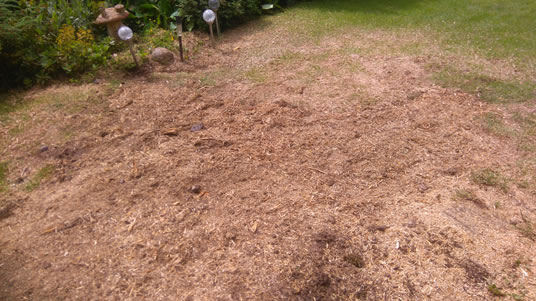cherry-tree-stump-removal-2